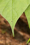 Southern catalpa